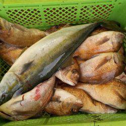 淡路じゃのひれフィッシングパーク 釣果