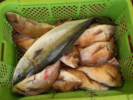 淡路じゃのひれフィッシングパーク 釣果