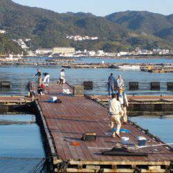淡路じゃのひれフィッシングパーク 釣果