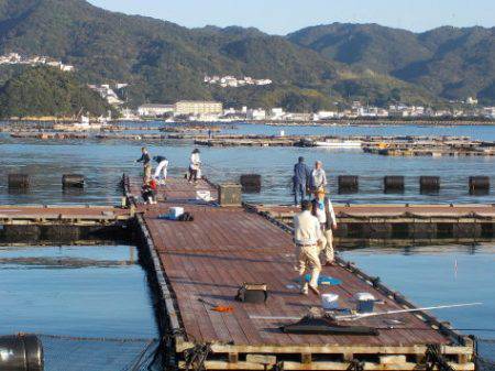 淡路じゃのひれフィッシングパーク 釣果