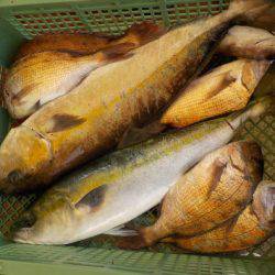 淡路じゃのひれフィッシングパーク 釣果