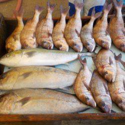 淡路じゃのひれフィッシングパーク 釣果