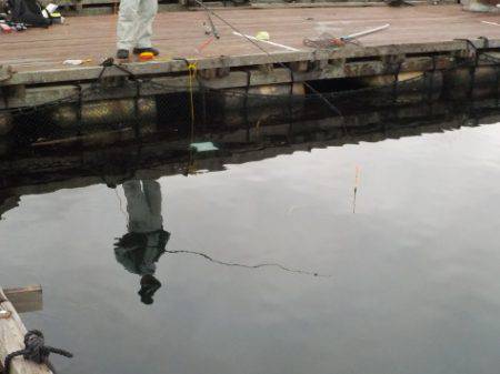 淡路じゃのひれフィッシングパーク 釣果