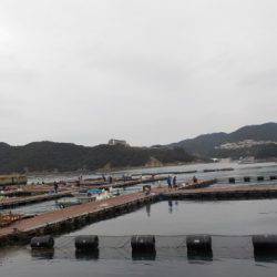 淡路じゃのひれフィッシングパーク 釣果