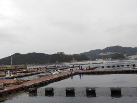 淡路じゃのひれフィッシングパーク 釣果