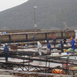 淡路じゃのひれフィッシングパーク 釣果