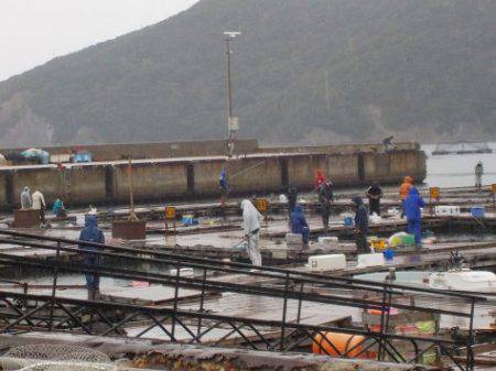 淡路じゃのひれフィッシングパーク 釣果