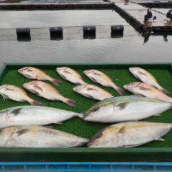 淡路じゃのひれフィッシングパーク 釣果