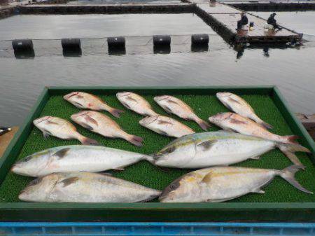 淡路じゃのひれフィッシングパーク 釣果
