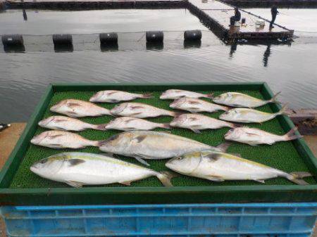 淡路じゃのひれフィッシングパーク 釣果