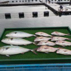 淡路じゃのひれフィッシングパーク 釣果