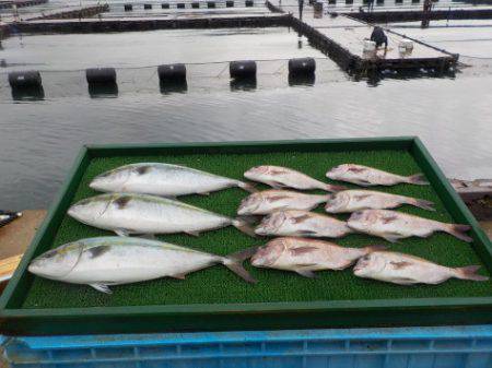 淡路じゃのひれフィッシングパーク 釣果