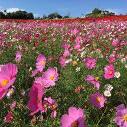 淡路じゃのひれフィッシングパーク 釣果