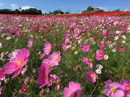 淡路じゃのひれフィッシングパーク 釣果