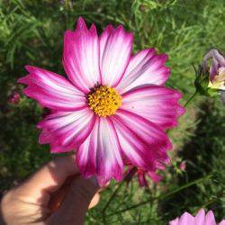 淡路じゃのひれフィッシングパーク 釣果