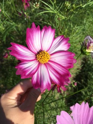 淡路じゃのひれフィッシングパーク 釣果