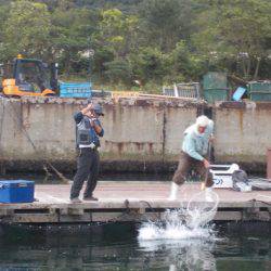 淡路じゃのひれフィッシングパーク 釣果
