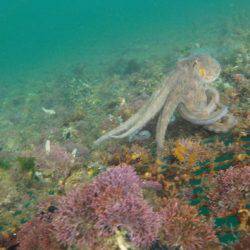 淡路じゃのひれフィッシングパーク 釣果