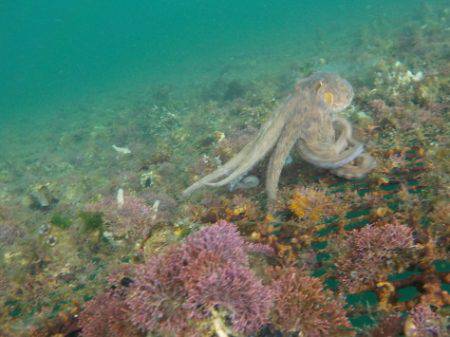 淡路じゃのひれフィッシングパーク 釣果