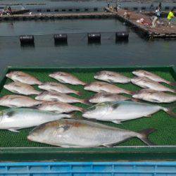 淡路じゃのひれフィッシングパーク 釣果