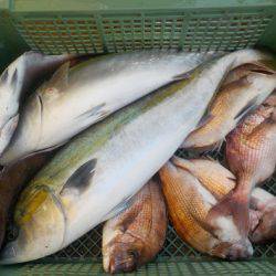 淡路じゃのひれフィッシングパーク 釣果