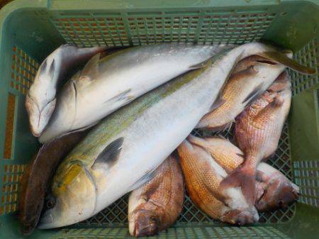 淡路じゃのひれフィッシングパーク 釣果