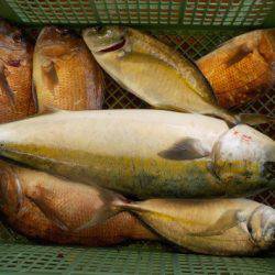 淡路じゃのひれフィッシングパーク 釣果