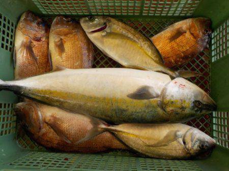 淡路じゃのひれフィッシングパーク 釣果