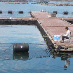 淡路じゃのひれフィッシングパーク 釣果
