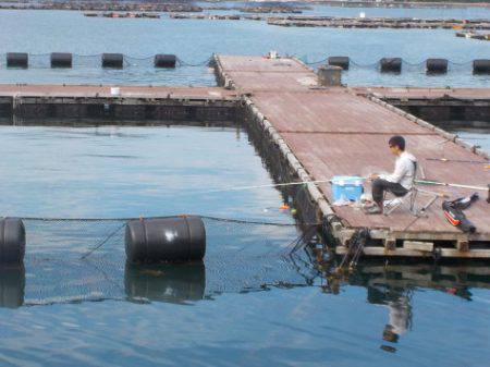 淡路じゃのひれフィッシングパーク 釣果