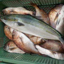 淡路じゃのひれフィッシングパーク 釣果