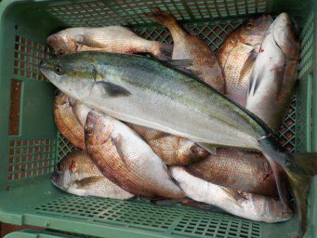 淡路じゃのひれフィッシングパーク 釣果