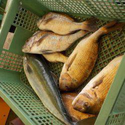 淡路じゃのひれフィッシングパーク 釣果