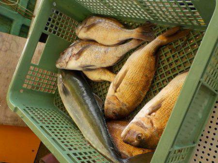 淡路じゃのひれフィッシングパーク 釣果