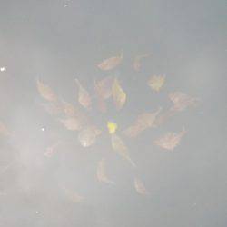 淡路じゃのひれフィッシングパーク 釣果