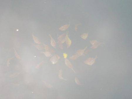 淡路じゃのひれフィッシングパーク 釣果