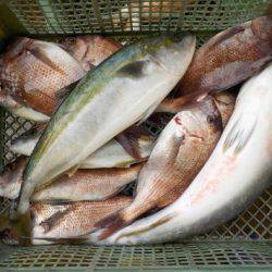 淡路じゃのひれフィッシングパーク 釣果