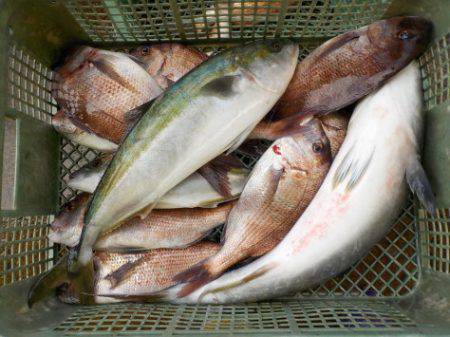 淡路じゃのひれフィッシングパーク 釣果
