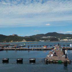 淡路じゃのひれフィッシングパーク 釣果