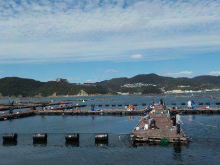 淡路じゃのひれフィッシングパーク 釣果