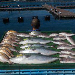 淡路じゃのひれフィッシングパーク 釣果