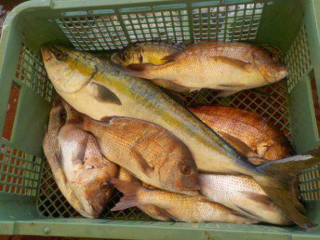 淡路じゃのひれフィッシングパーク 釣果