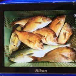 淡路じゃのひれフィッシングパーク 釣果