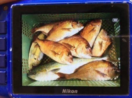 淡路じゃのひれフィッシングパーク 釣果