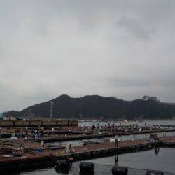 淡路じゃのひれフィッシングパーク 釣果