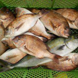 淡路じゃのひれフィッシングパーク 釣果