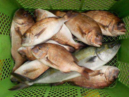 淡路じゃのひれフィッシングパーク 釣果