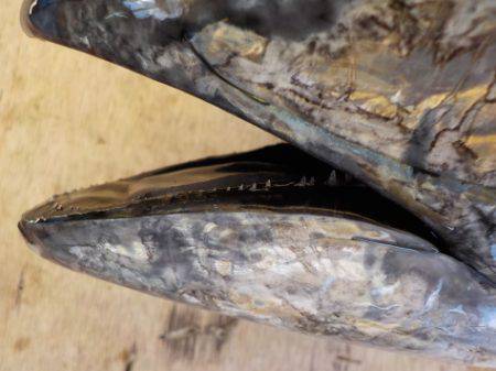 淡路じゃのひれフィッシングパーク 釣果