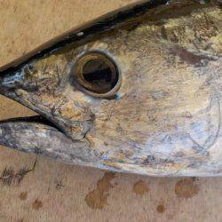 淡路じゃのひれフィッシングパーク 釣果