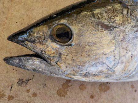 淡路じゃのひれフィッシングパーク 釣果